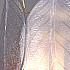 Бра IL8186-2WLY-39 GD WT